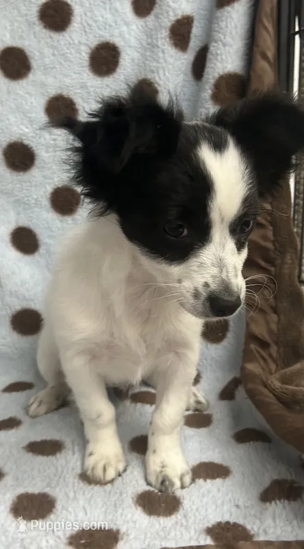 Black & White Chihuahua  – Chihuahua puppy for sale in Somerville, AL