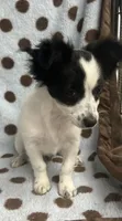 Black & White Chihuahua , a male Chihuahua for sale in Somerville, AL – 1 of 8