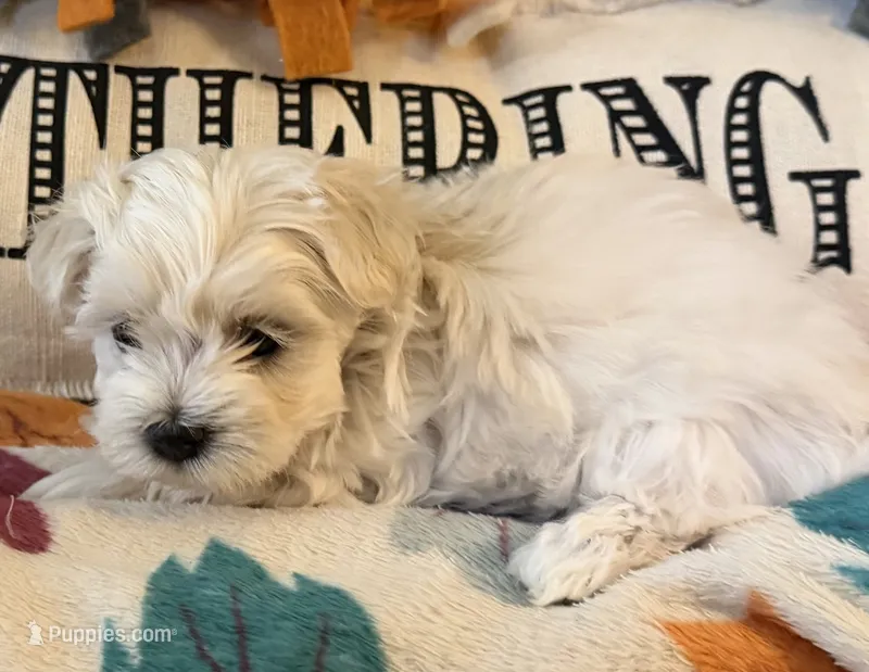 Purple Girl – Maltipoo puppy for sale in Somerville, AL