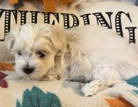 Purple Girl, a female Maltipoo for sale in Somerville, AL – 1 of 6