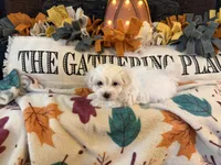 Yellow Girl, a female Maltipoo for sale in Somerville, AL – 4 of 5