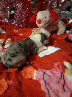 Akc jazz DBM M C, a male Australian Shepherd for sale in Wolcott, NY – Photo 2 of 6