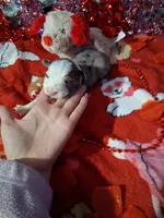 Akc jazz DBM M C, a male Australian Shepherd for sale in Wolcott, NY – Photo 1 of 6