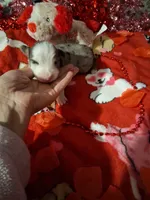 Akc jazz DBM M C, a male Australian Shepherd for sale in Wolcott, NY – Photo 5 of 6