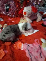 Akc jazz DBM M C, a male Australian Shepherd for sale in Wolcott, NY – Photo 3 of 6