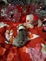 Akc jazz DBM M C, a male Australian Shepherd for sale in Wolcott, NY – Photo 4 of 6