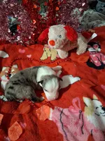 Akc jazz DBM M C, a male Australian Shepherd for sale in Wolcott, NY – Photo 6 of 6