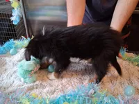 AKC AT.BLK TRI W/TAIL, a male Australian Shepherd for sale in Wolcott, NY – Photo 4 of 4