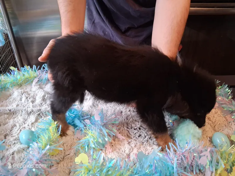 AKC AT.BLK TRI W/TAIL – Australian Shepherd puppy for sale in Wolcott, NY