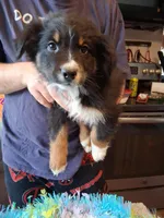 AKC AT.BLK TRI W/TAIL, a male Australian Shepherd for sale in Wolcott, NY – Photo 2 of 4