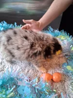 AKC Sug.blue merle 3 no tail, a male Australian Shepherd for sale in Wolcott, NY – Photo 3 of 5