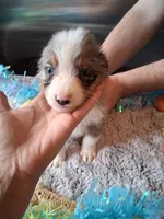 AKC Sug.blue merle 3 no tail, a male Australian Shepherd for sale in Wolcott, NY – Photo 1 of 5