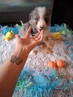 AKC Sug.blue merle 3 no tail, a male Australian Shepherd for sale in Wolcott, NY – Photo 4 of 5