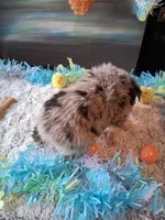 AKC Sug.blue merle 3 no tail, a male Australian Shepherd for sale in Wolcott, NY – Photo 2 of 5