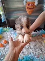 AKC Sug.blue merle 3 no tail, a male Australian Shepherd for sale in Wolcott, NY – Photo 5 of 5