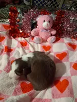 Akc red tri G sassy, a female Australian Shepherd for sale in Wolcott, NY – Photo 4 of 7