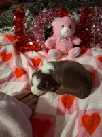 Akc red tri G sassy, a female Australian Shepherd for sale in Wolcott, NY – Photo 6 of 7