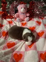 Akc red tri G sassy, a female Australian Shepherd for sale in Wolcott, NY – Photo 7 of 7