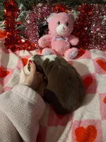 Akc red tri G sassy, a female Australian Shepherd for sale in Wolcott, NY – Photo 5 of 7