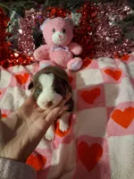 Akc red tri G sassy, a female Australian Shepherd for sale in Wolcott, NY – Photo 2 of 7