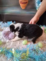 AKC sug.blk tri 1 no tail, a female Australian Shepherd for sale in Wolcott, NY – Photo 4 of 4