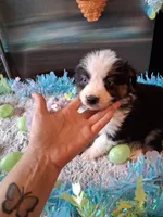 AKC sug.blk tri 1 no tail, a female Australian Shepherd for sale in Wolcott, NY – Photo 2 of 4