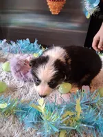 AKC sug.blk tri 1 no tail, a female Australian Shepherd for sale in Wolcott, NY – Photo 3 of 4