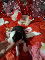 processed/7f2a1431-8d77-42cd-be46-3f59b6c86f29/listing/2f24d45c-52f1-4682-90f5-5f7145182912/4308adf8-7b29-46ae-b874-ca7b85195211