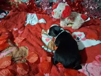 processed/7f2a1431-8d77-42cd-be46-3f59b6c86f29/listing/2f24d45c-52f1-4682-90f5-5f7145182912/87e1dcce-6c42-4e3d-b1e2-3a8ef93f3929