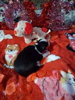 processed/7f2a1431-8d77-42cd-be46-3f59b6c86f29/listing/2f24d45c-52f1-4682-90f5-5f7145182912/de810901-c3d3-43d6-b46f-065bcf5fd047