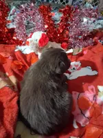 AKC At.RT.min.white, a male Australian Shepherd for sale in Wolcott, NY – Photo 7 of 7