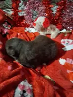 AKC At.RT.min.white, a male Australian Shepherd for sale in Wolcott, NY – Photo 2 of 7