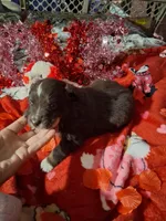 AKC At.RT.min.white, a male Australian Shepherd for sale in Wolcott, NY – Photo 5 of 7