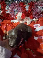 AKC At.RT.min.white, a male Australian Shepherd for sale in Wolcott, NY – Photo 6 of 7