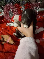 AKC At.RT.min.white, a male Australian Shepherd for sale in Wolcott, NY – Photo 1 of 7