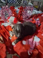 AKC At.RT.min.white, a male Australian Shepherd for sale in Wolcott, NY – Photo 4 of 7