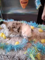 Dotty blue M 2 W/tail, a female Australian Shepherd for sale in Wolcott, NY – Photo 4 of 4