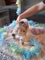 Dotty blue M 2 W/tail, a female Australian Shepherd for sale in Wolcott, NY – Photo 3 of 4