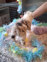 Dotty blue M 2 W/tail, a female Australian Shepherd for sale in Wolcott, NY – Photo 2 of 4