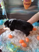 AKC Sug.Blk Tri B no tail, a male Australian Shepherd for sale in Wolcott, NY – Photo 4 of 4