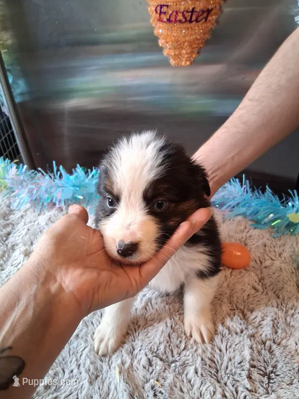 AKC Sug.Blk Tri B no tail – Australian Shepherd puppy for sale in Wolcott, NY