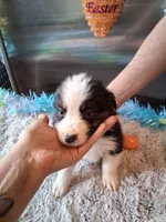 AKC Sug.Blk Tri B no tail, a male Australian Shepherd for sale in Wolcott, NY – Photo 1 of 4