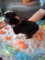 AKC Sug.Blk Tri B no tail, a male Australian Shepherd for sale in Wolcott, NY – Photo 2 of 4