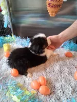 AKC Sug.Blk Tri B no tail, a male Australian Shepherd for sale in Wolcott, NY – Photo 3 of 4