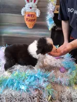 AKC Sug.blk tri no tail, a female Australian Shepherd for sale in Wolcott, NY – Photo 2 of 4