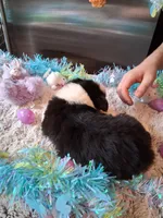 AKC Sug.blk tri no tail, a female Australian Shepherd for sale in Wolcott, NY – Photo 4 of 4