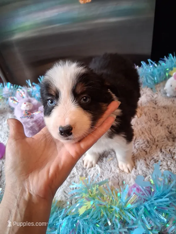 AKC Sug.blk tri no tail – Australian Shepherd puppy for sale in Wolcott, NY