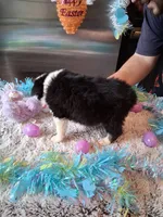 AKC Sug.blk tri no tail, a female Australian Shepherd for sale in Wolcott, NY – Photo 3 of 4