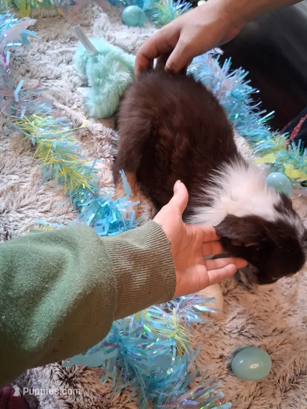 AKC Sassy red tri /no tail – Australian Shepherd puppy for sale in Wolcott, NY