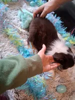 AKC Sassy red tri /no tail, a male Australian Shepherd for sale in Wolcott, NY – Photo 1 of 6